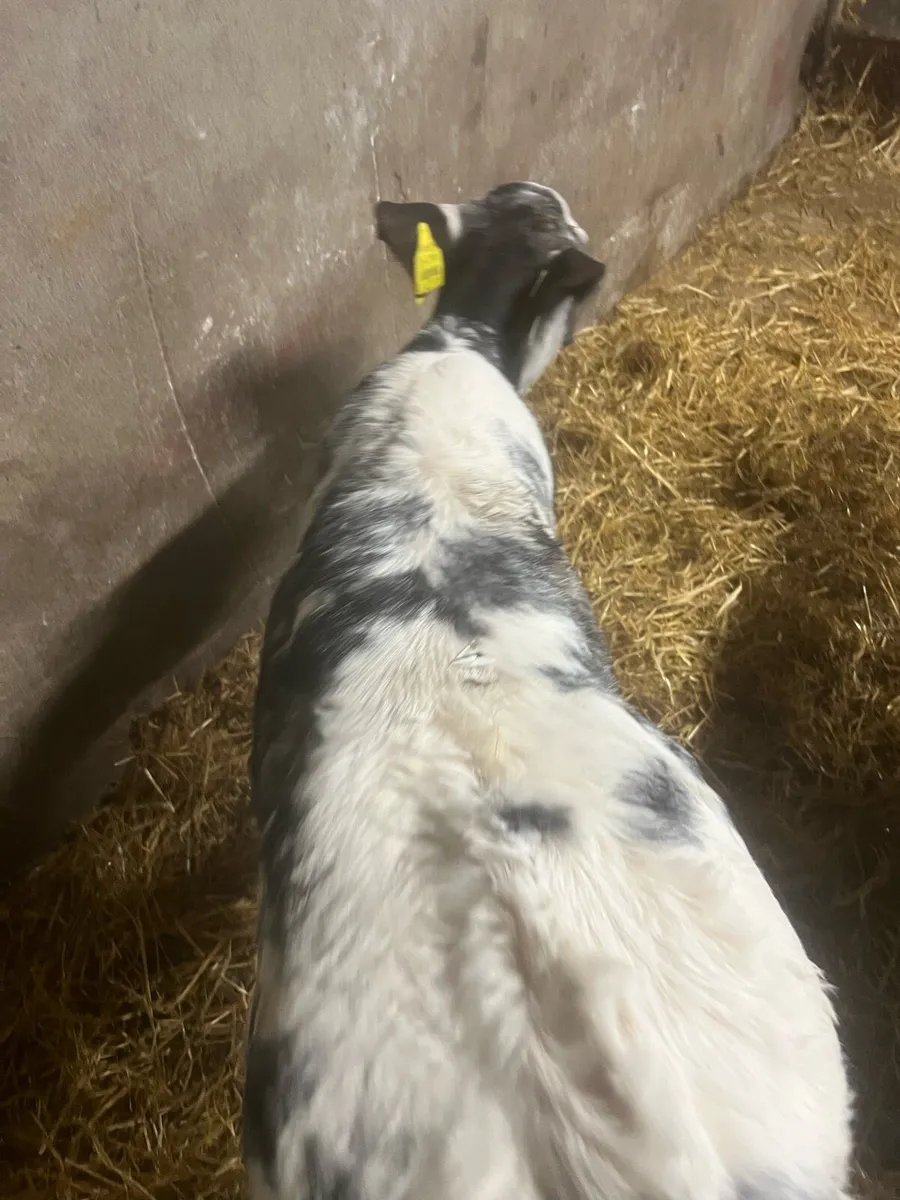 Suck calfs for sale - Image 3