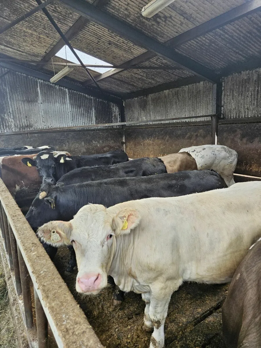 Beef Cattle Enniscorthy Mart Tuesday 24th of June - Image 1