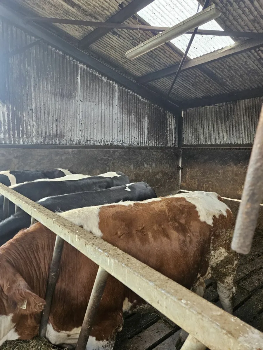 Beef Cattle Enniscorthy Mart Tuesday 24th of June - Image 2