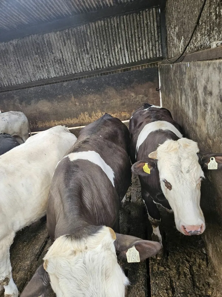 Beef Cattle Enniscorthy Mart Tuesday 24th of June - Image 3