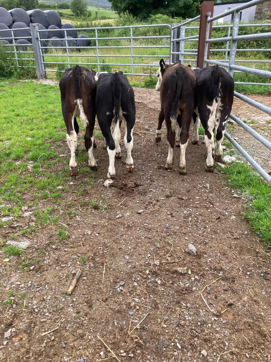 SUPER QUALITY RUNNER WEANING HEIFERS - Image 2