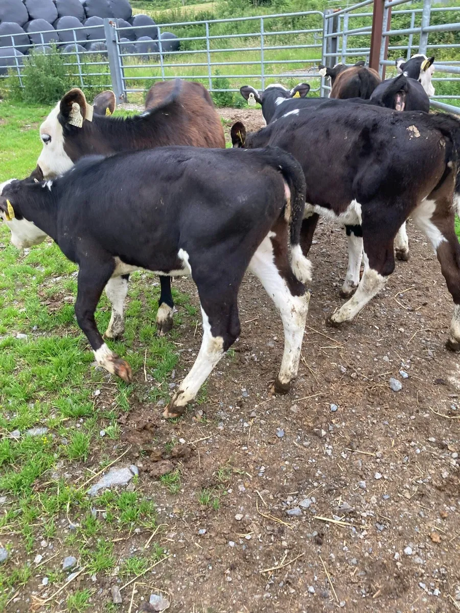 SUPER QUALITY RUNNER WEANING HEIFERS - Image 3
