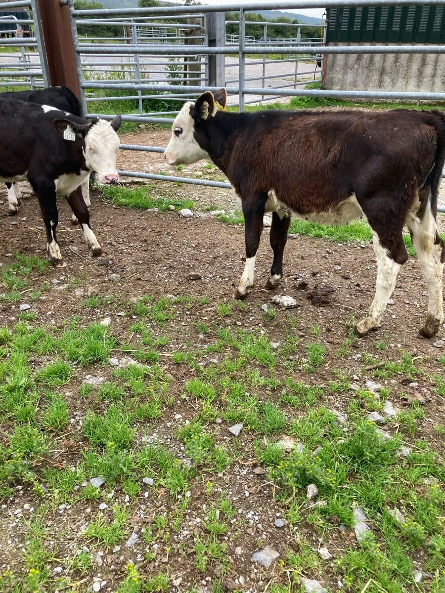 SUPER QUALITY RUNNER WEANING HEIFERS - Image 4