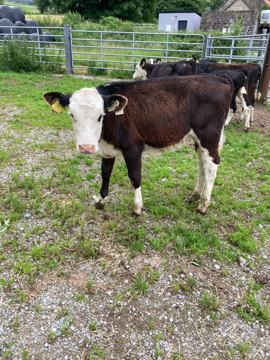 SUPER QUALITY RUNNER WEANING HEIFERS - Image 1