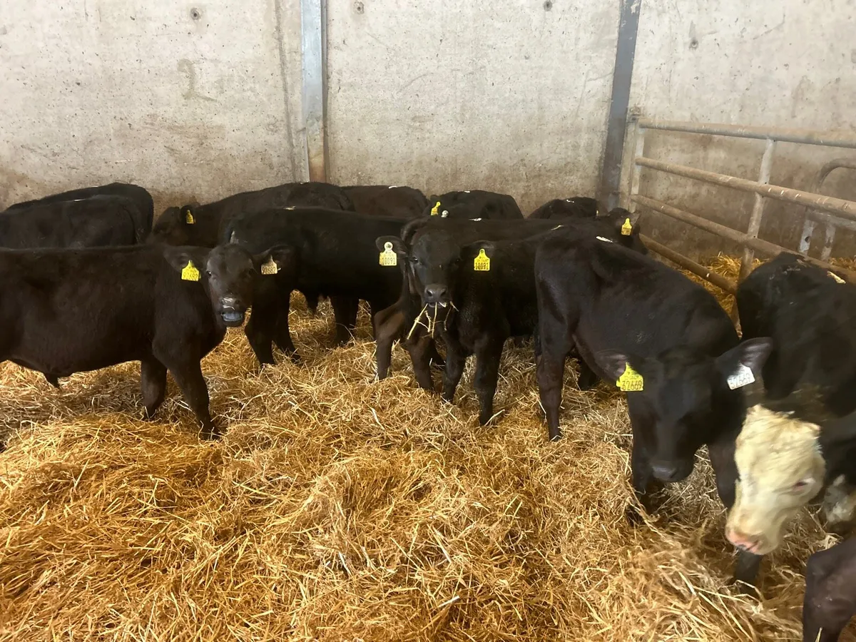 15 super Angus bull  runners - Image 2