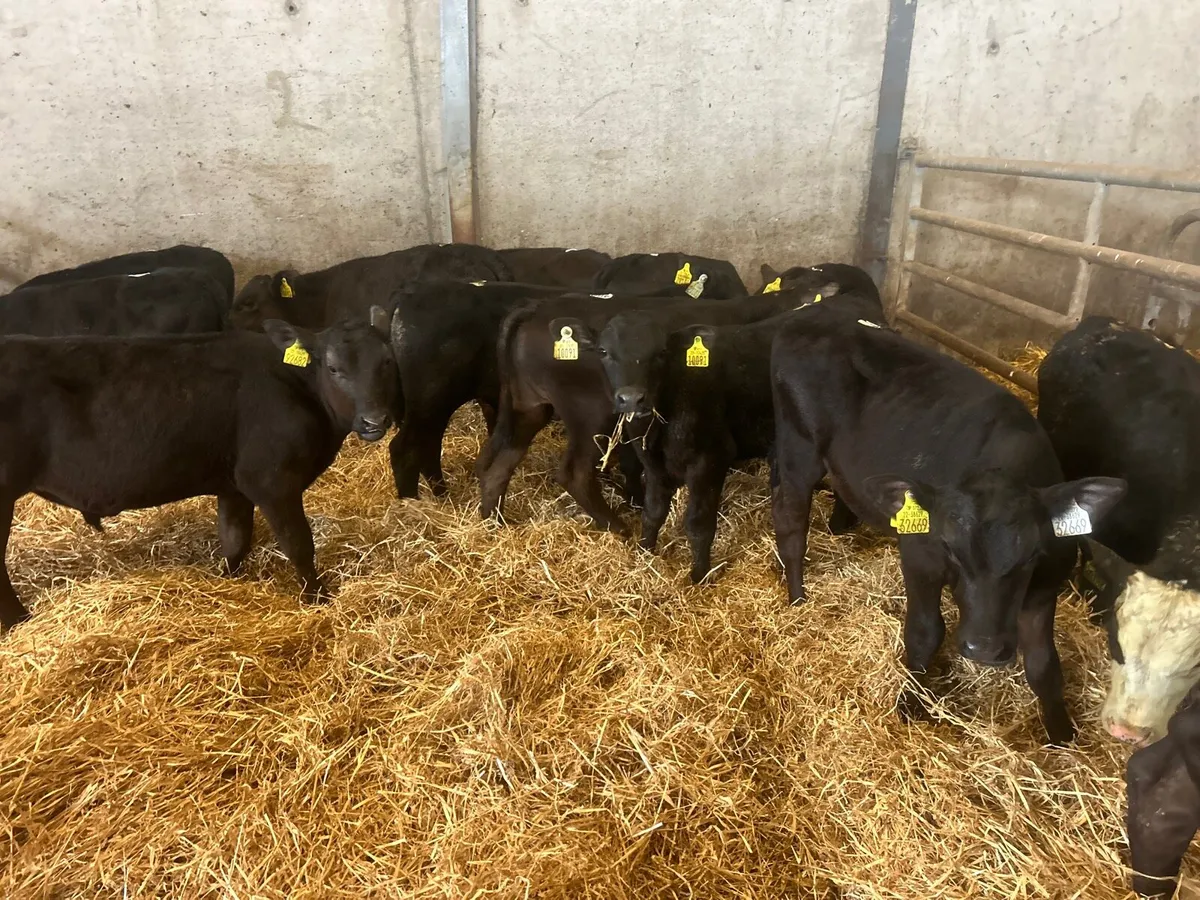 15 super Angus bull  runners - Image 3