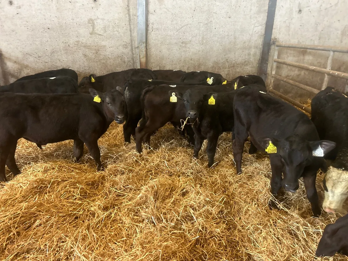 15 super Angus bull  runners - Image 4