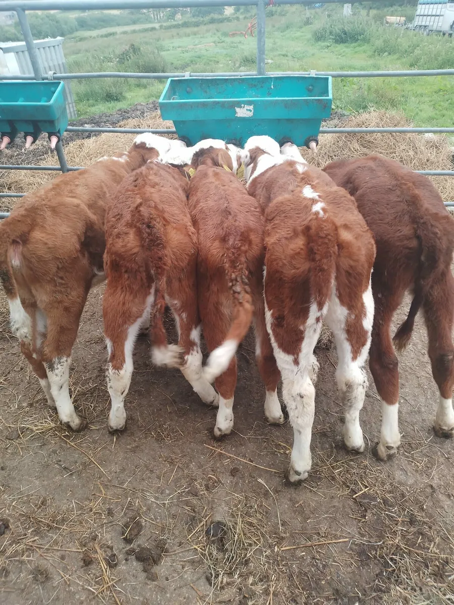 Red wh heifers - Image 1