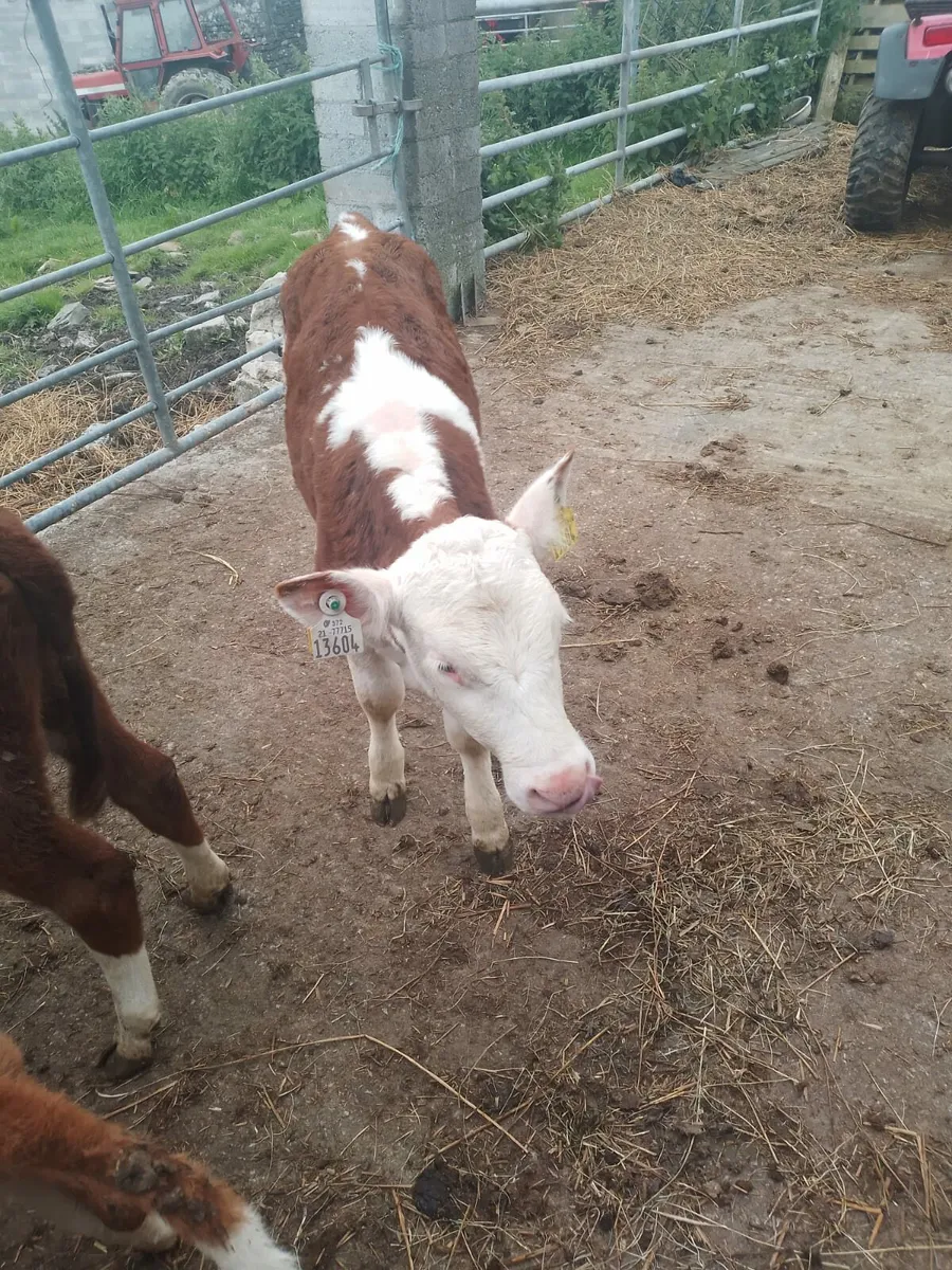 Red wh heifers - Image 2