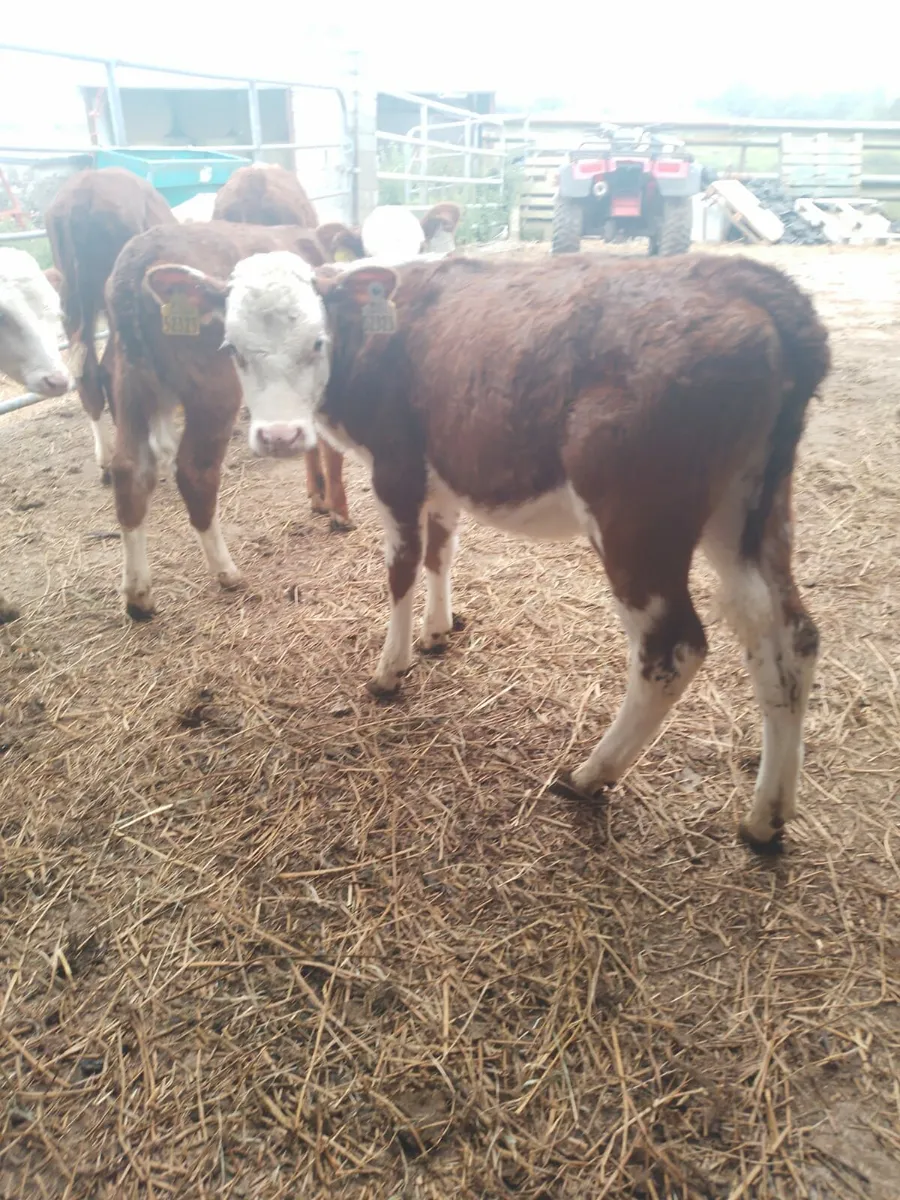Red wh heifers - Image 3