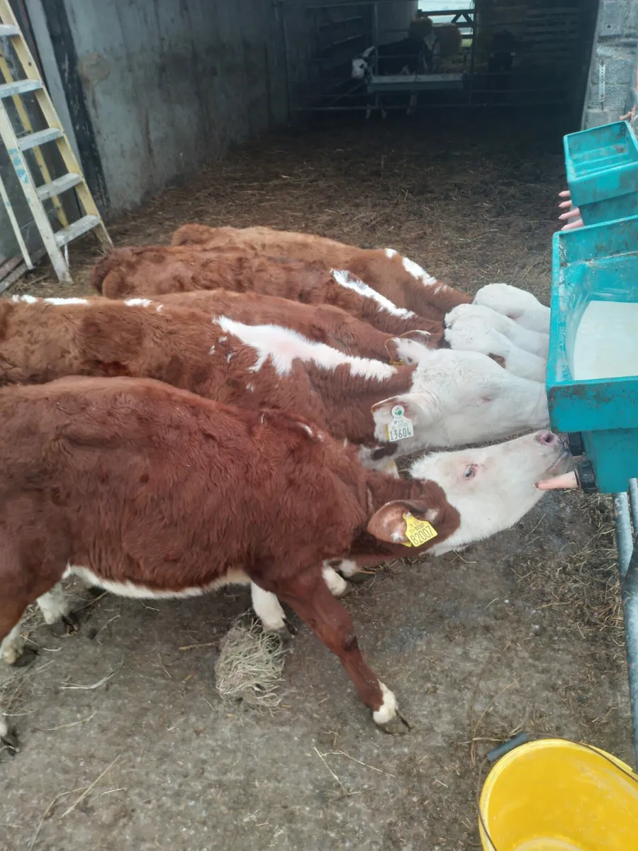 Red wh heifers - Image 4