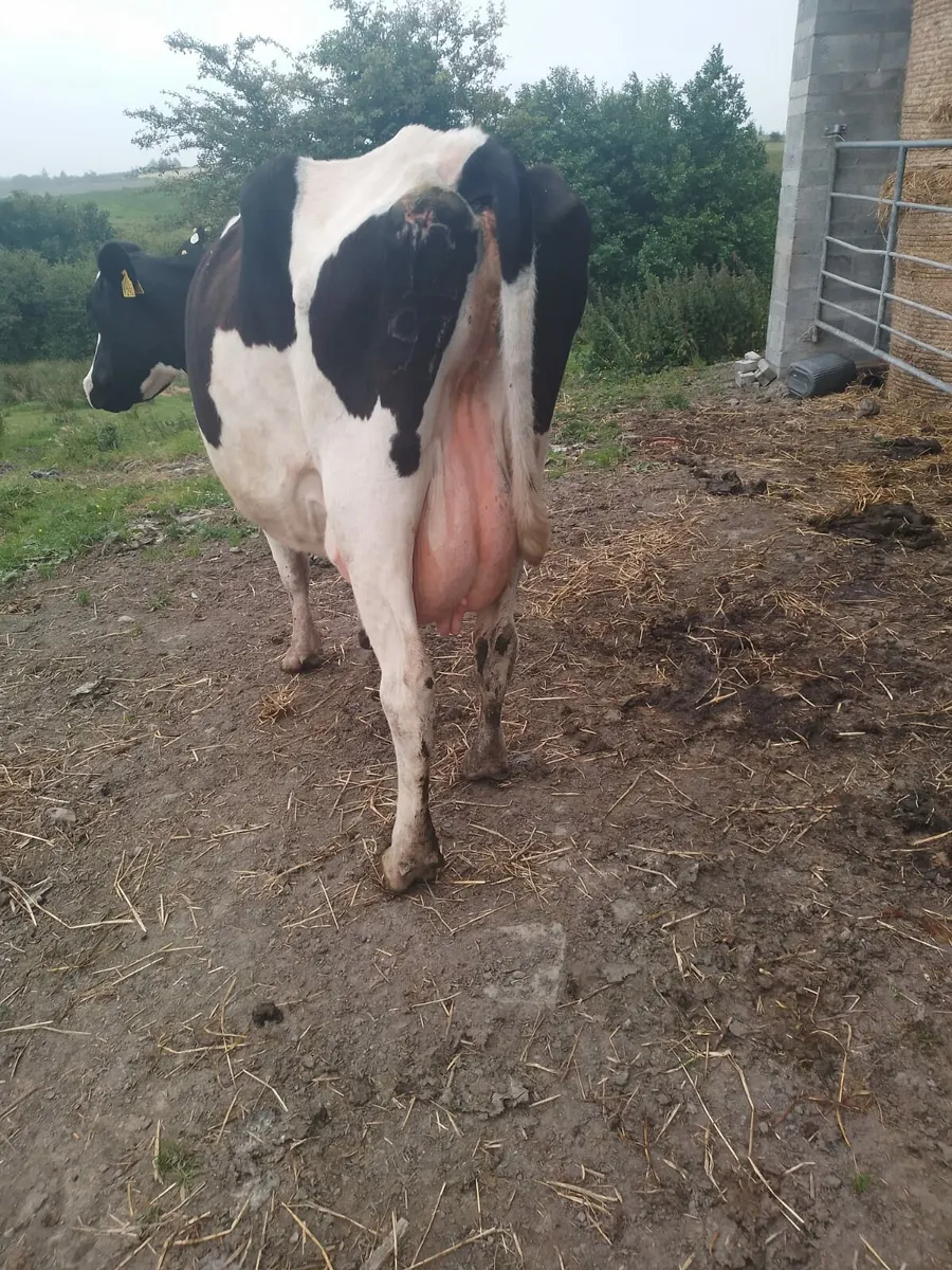 Foster cow - Image 2