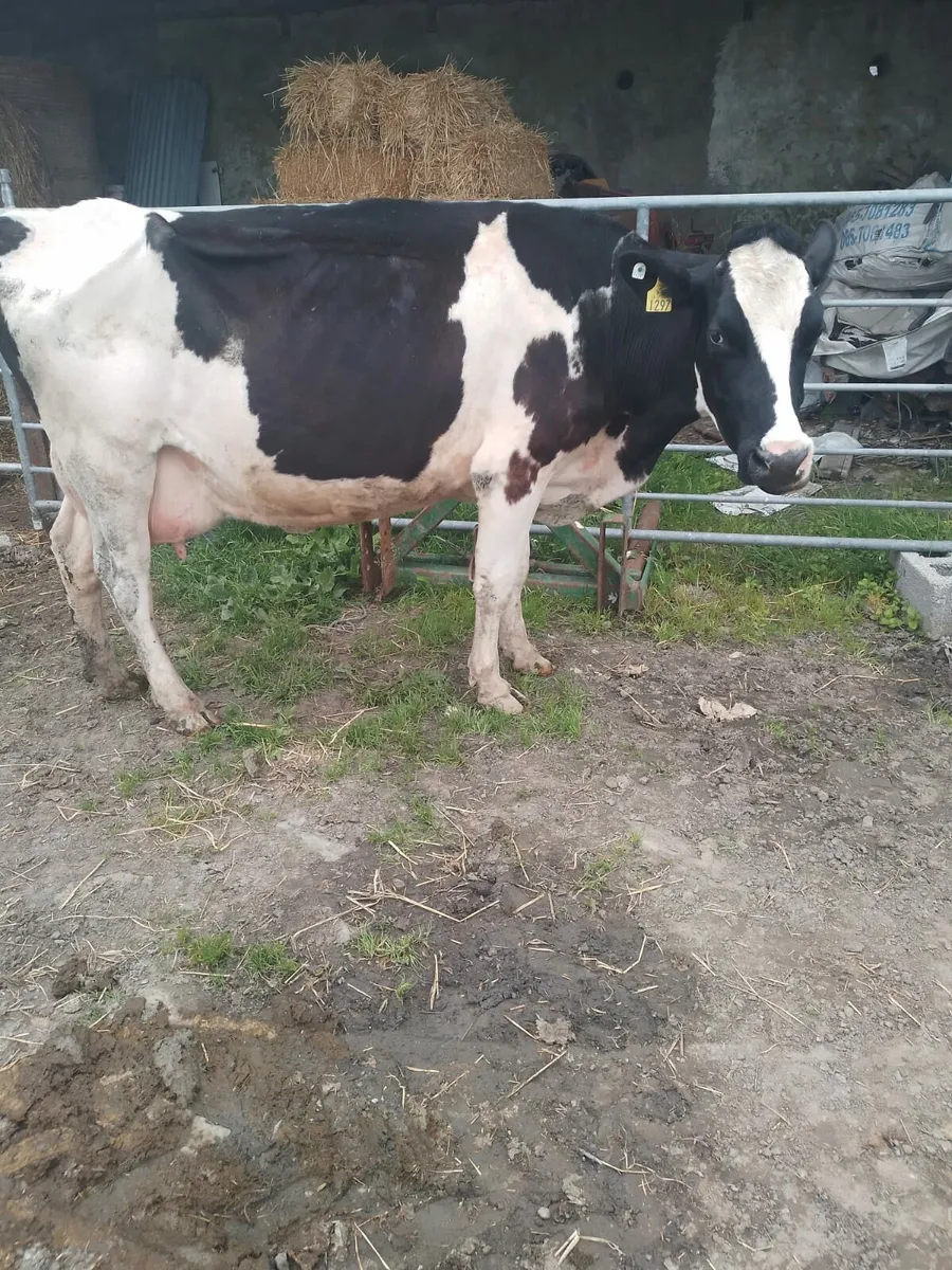 Foster cow - Image 1