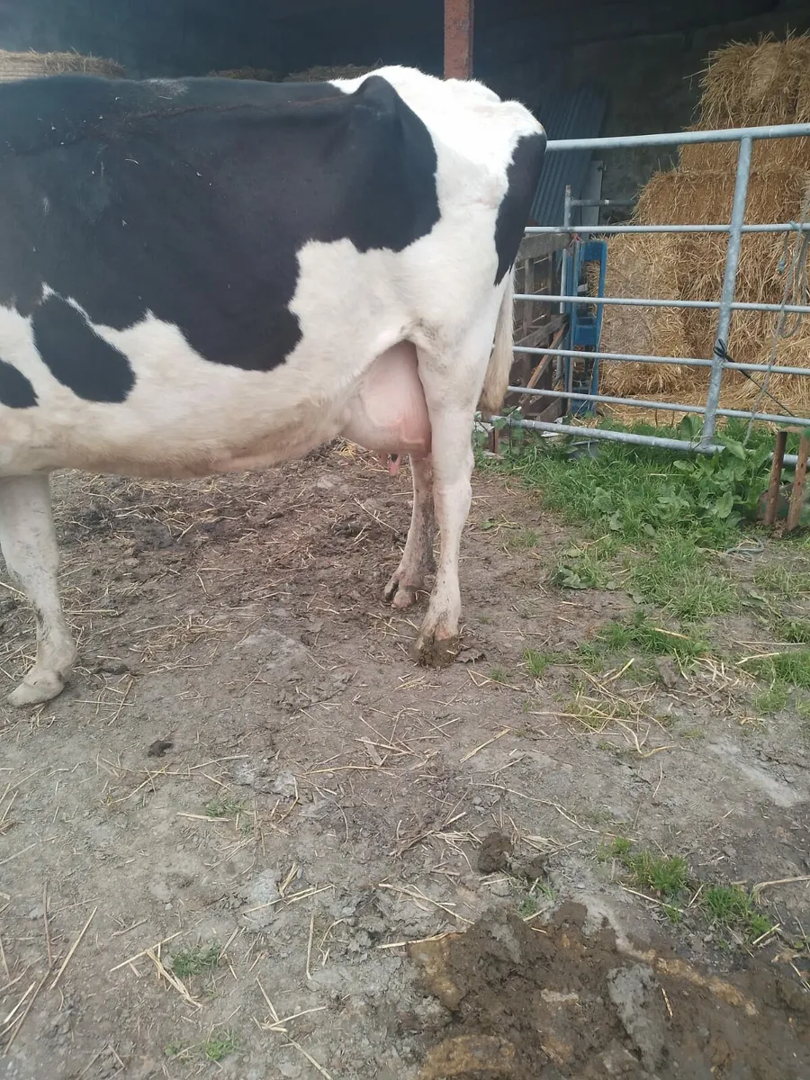 Foster cow - Image 3