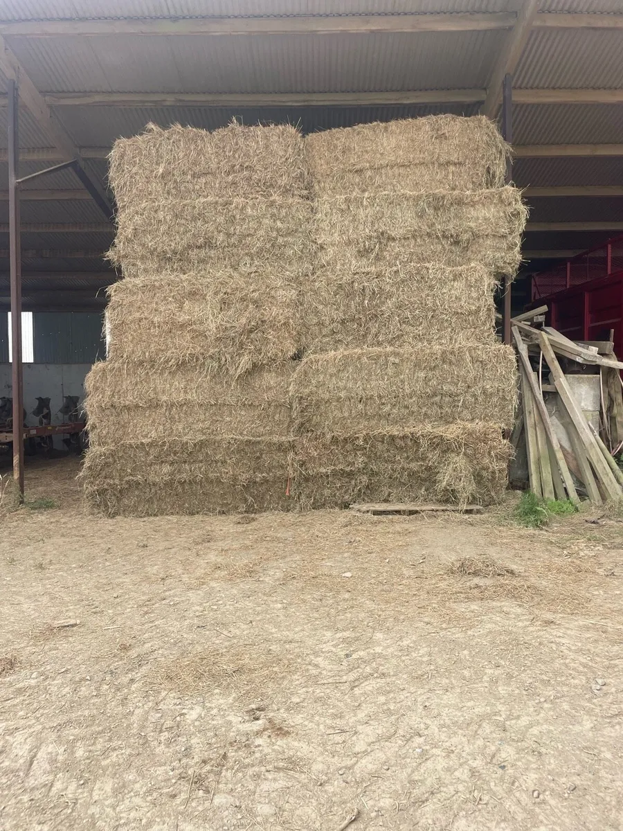 Top quality hay for sale - Image 3