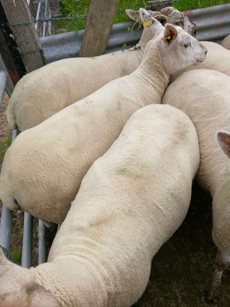 Hoggets - Image 2