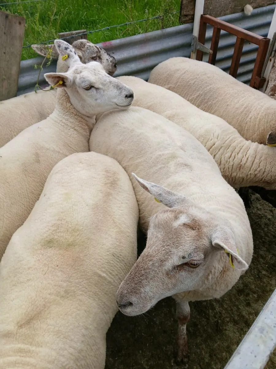 Hoggets - Image 3