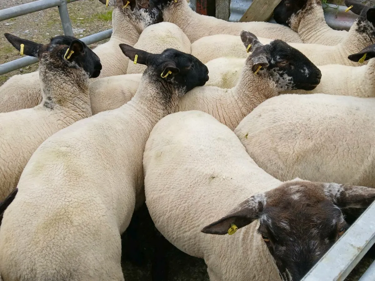 Hoggets - Image 4