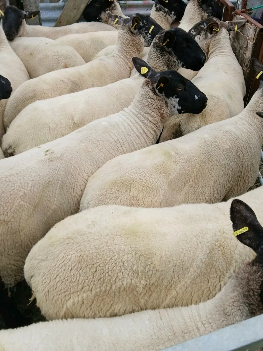 Hoggets - Image 1