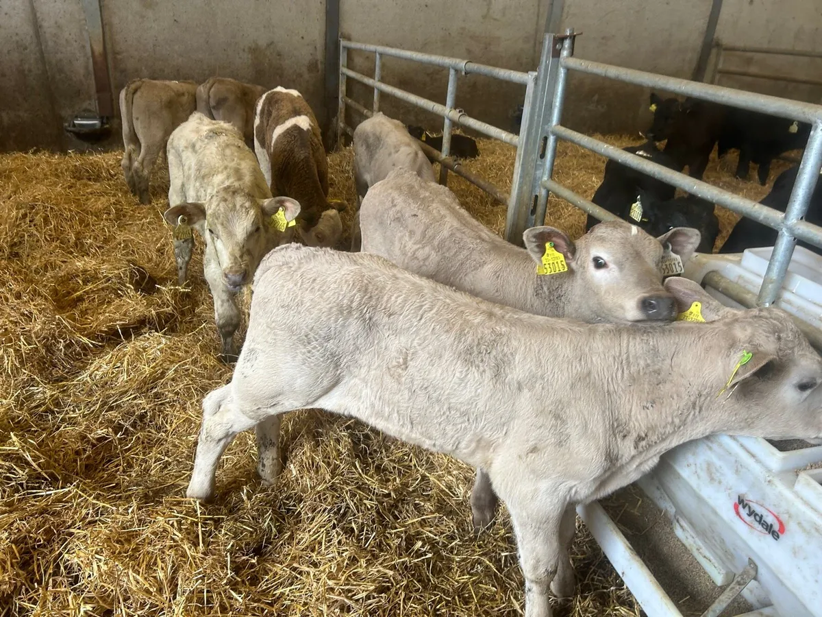 7 super  charlaois bull runners - Image 1