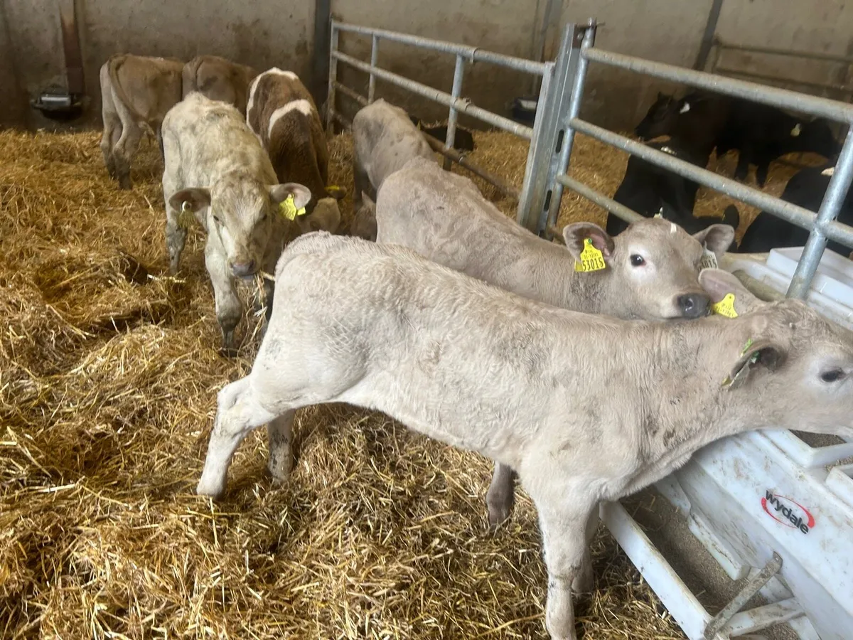 7 super  charlaois bull runners - Image 2
