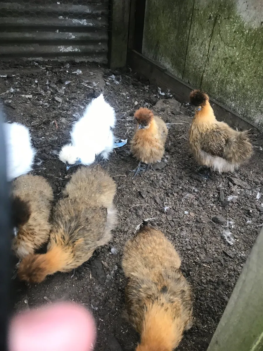 Silkie bantams - Image 1