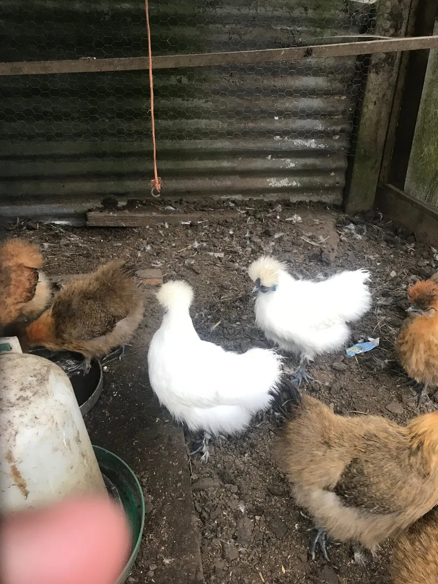 Silkie bantams - Image 2