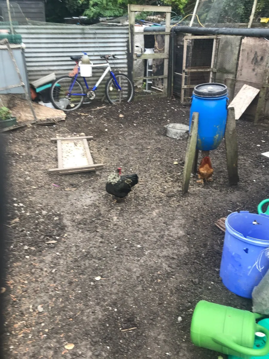 Silkie bantams - Image 3