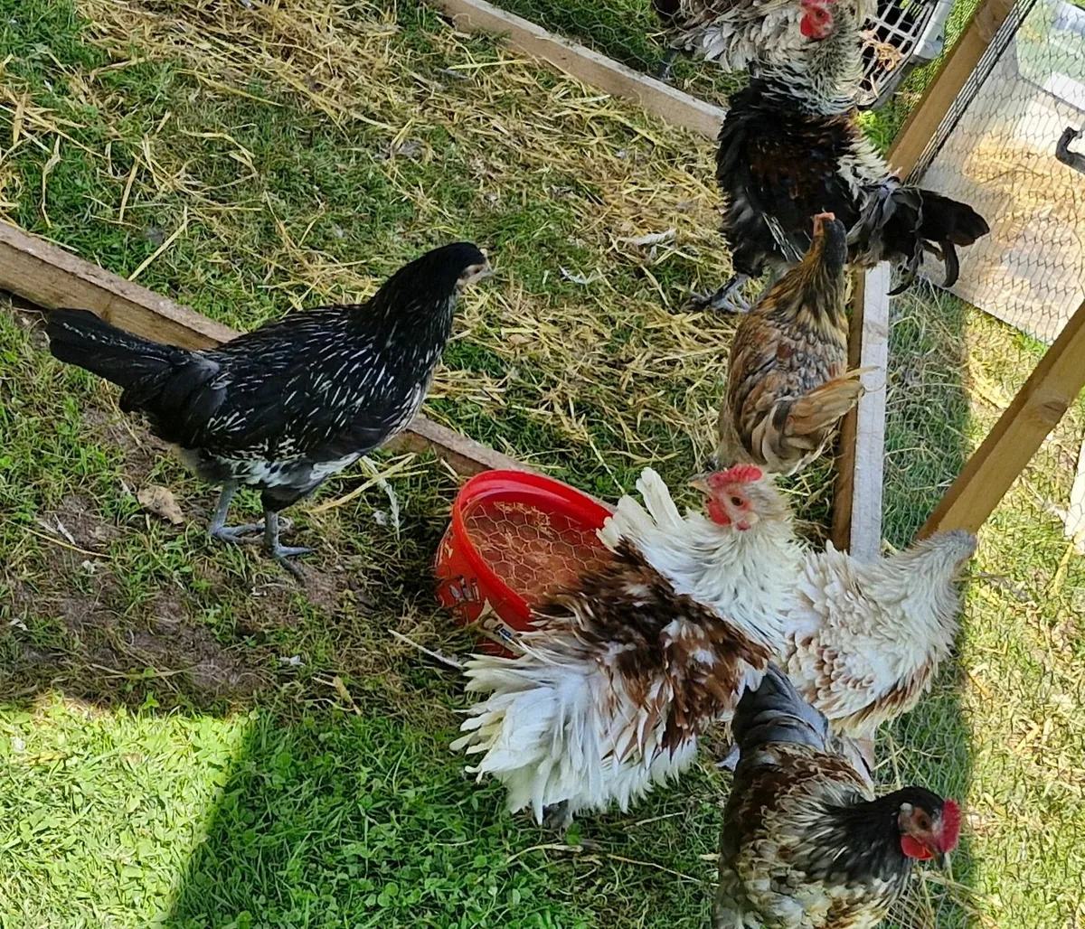 Roosters  frizzle - Image 1