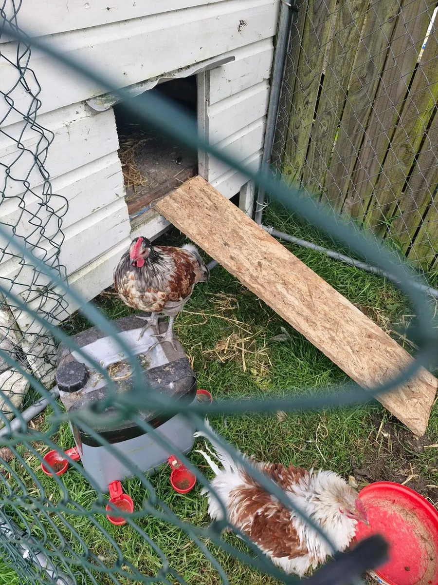 Roosters  frizzle - Image 2