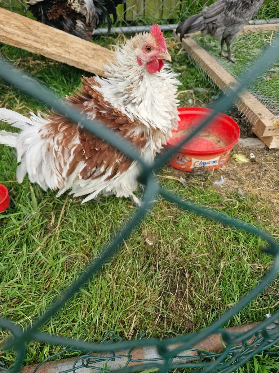 Roosters  frizzle - Image 3