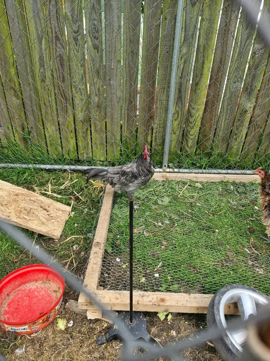Roosters  frizzle - Image 4