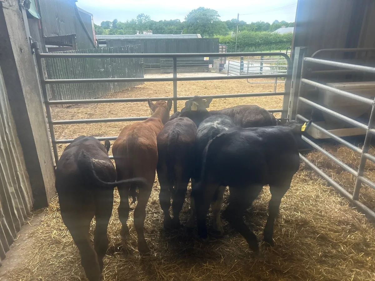 8 super  limousin bull  runners - Image 1