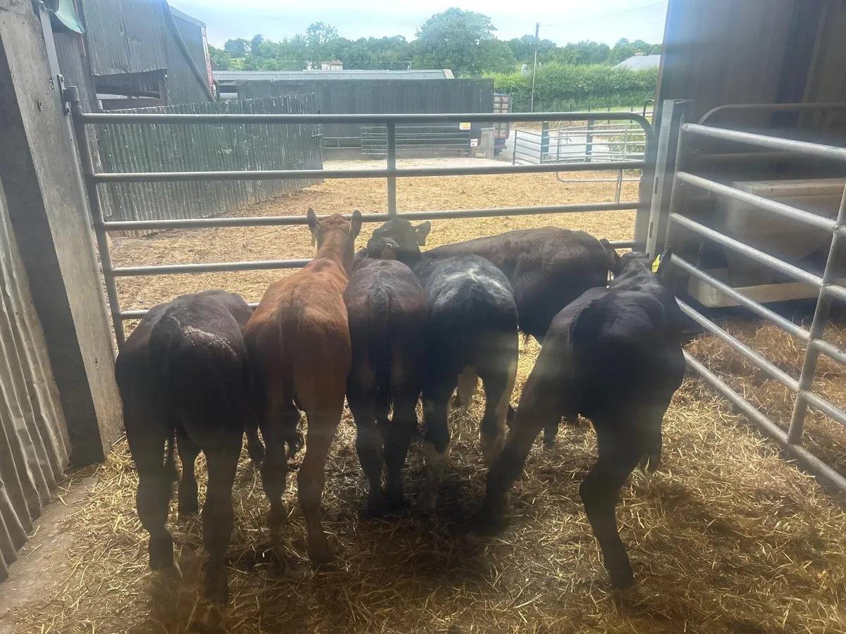 8 super  limousin bull  runners - Image 2