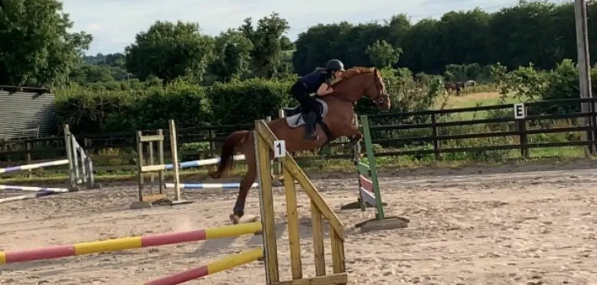 16hh OBOS Quality mare - Image 1