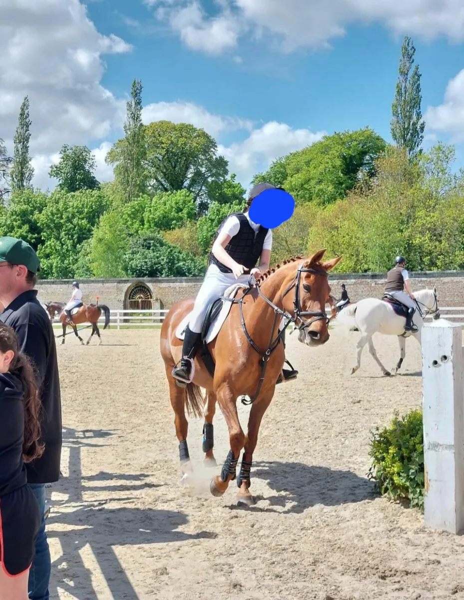 16hh OBOS Quality mare - Image 3