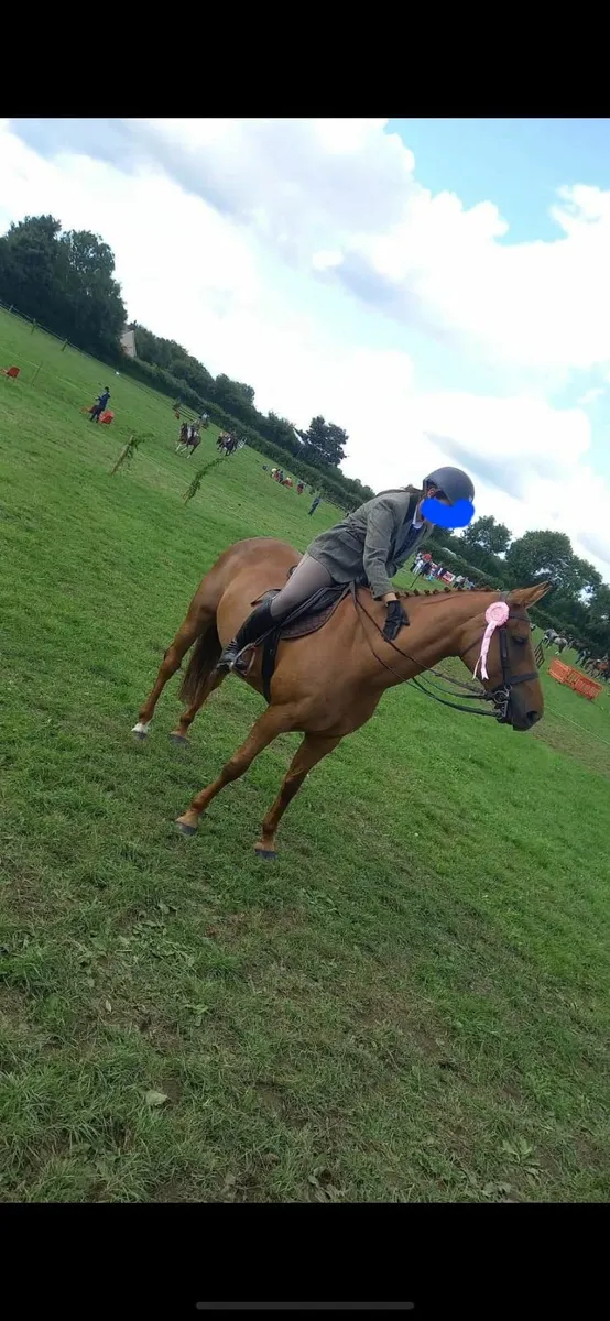 16hh OBOS Quality mare - Image 4