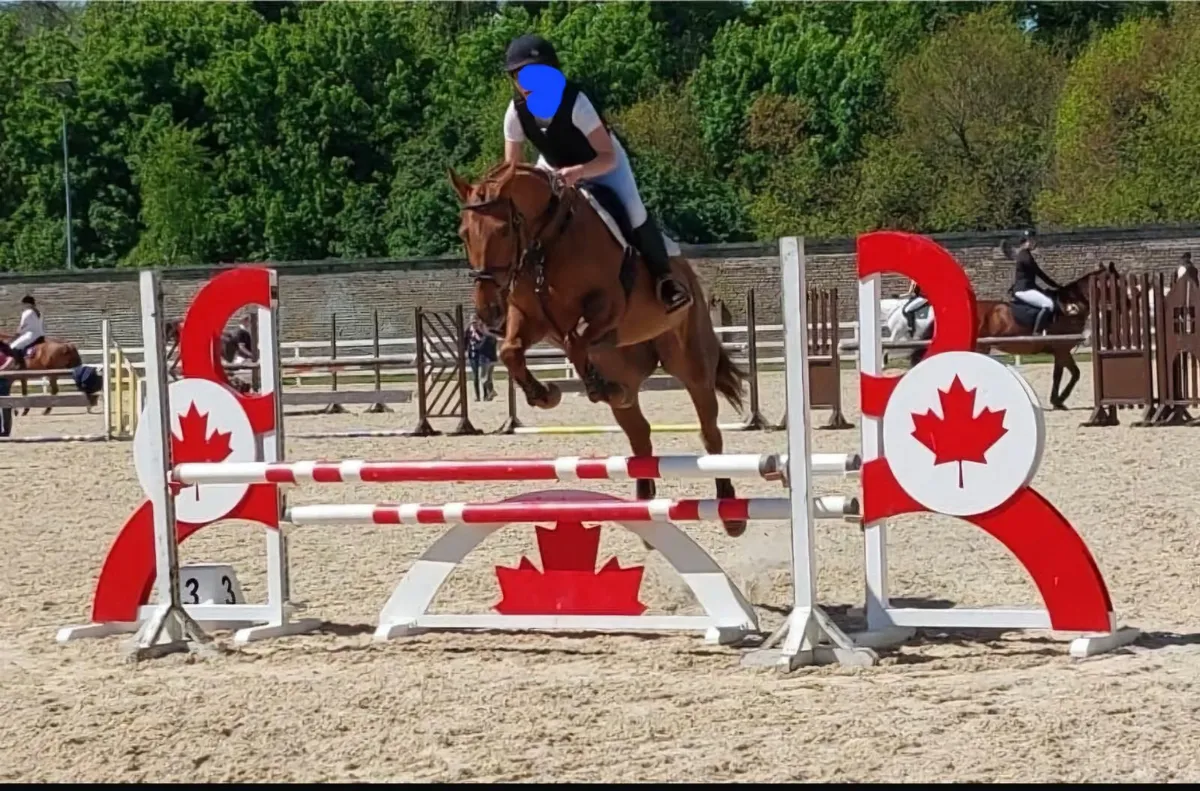 16hh OBOS Quality mare - Image 1