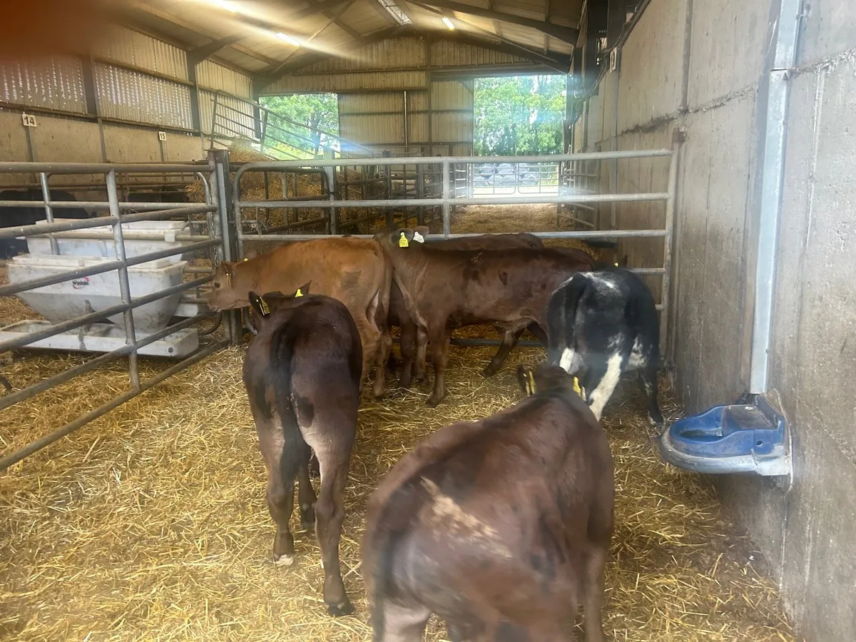 8 super  limousin bull  runners - Image 4