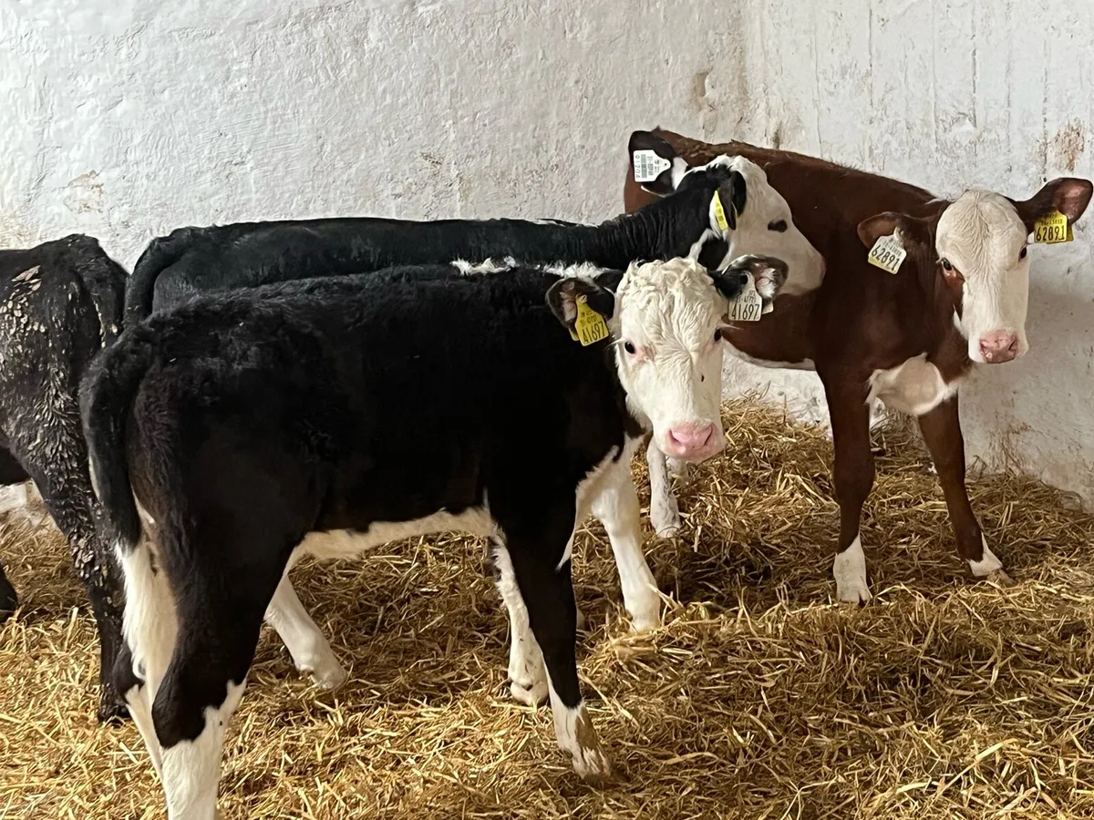 Smashing 2/3 Month Old AA & HE Heifer Runners - Image 1