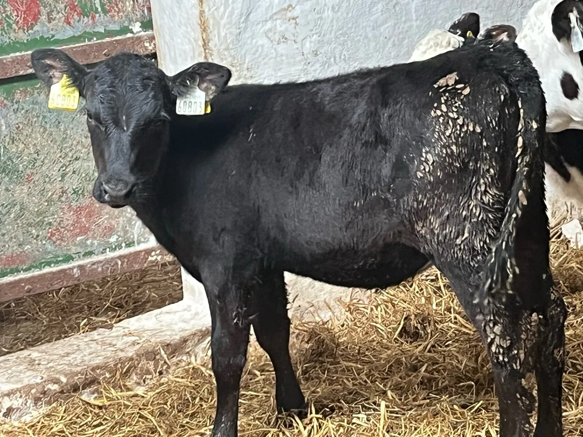 Smashing 2/3 Month Old AA & HE Heifer Runners - Image 2