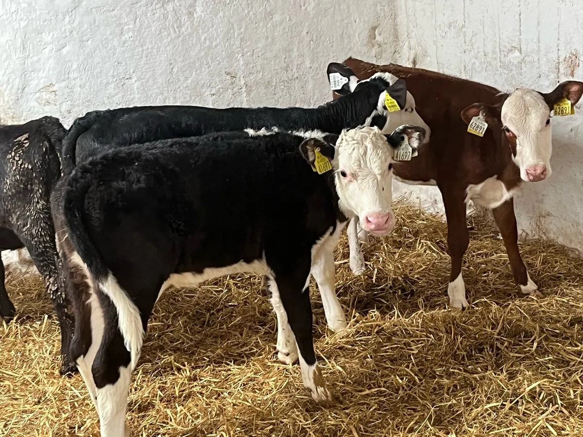 Smashing 2/3 Month Old AA & HE Heifer Runners - Image 3