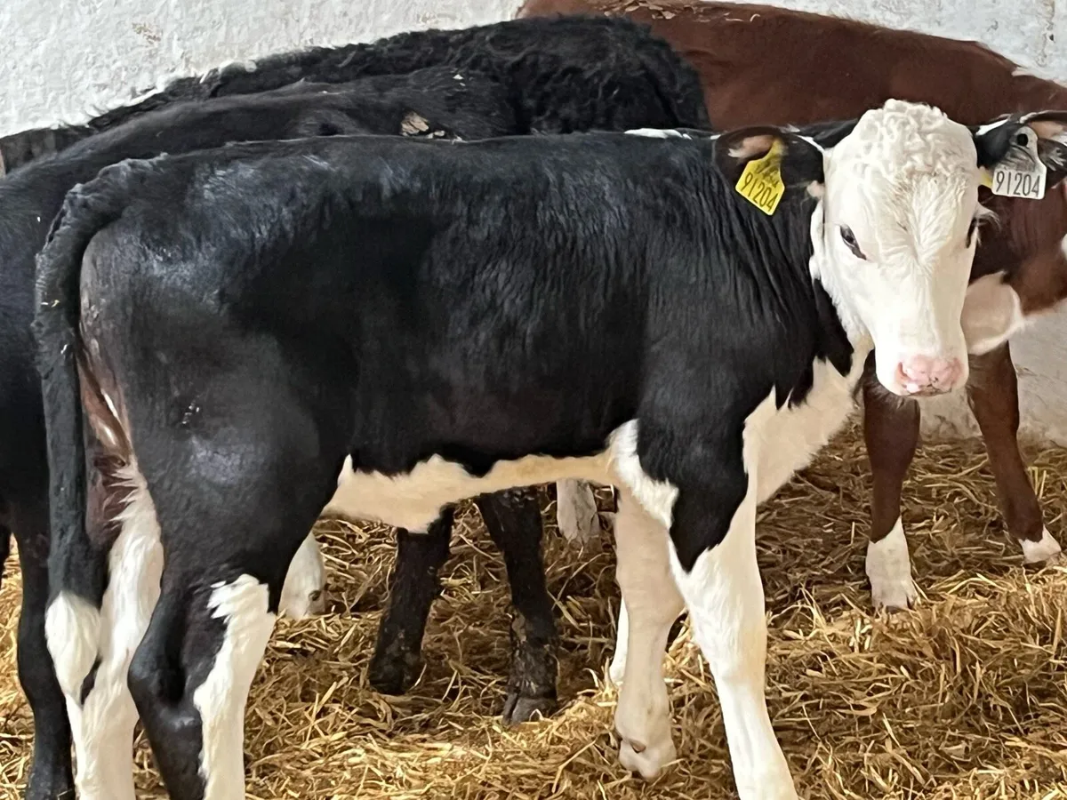 Smashing 2/3 Month Old AA & HE Heifer Runners - Image 4