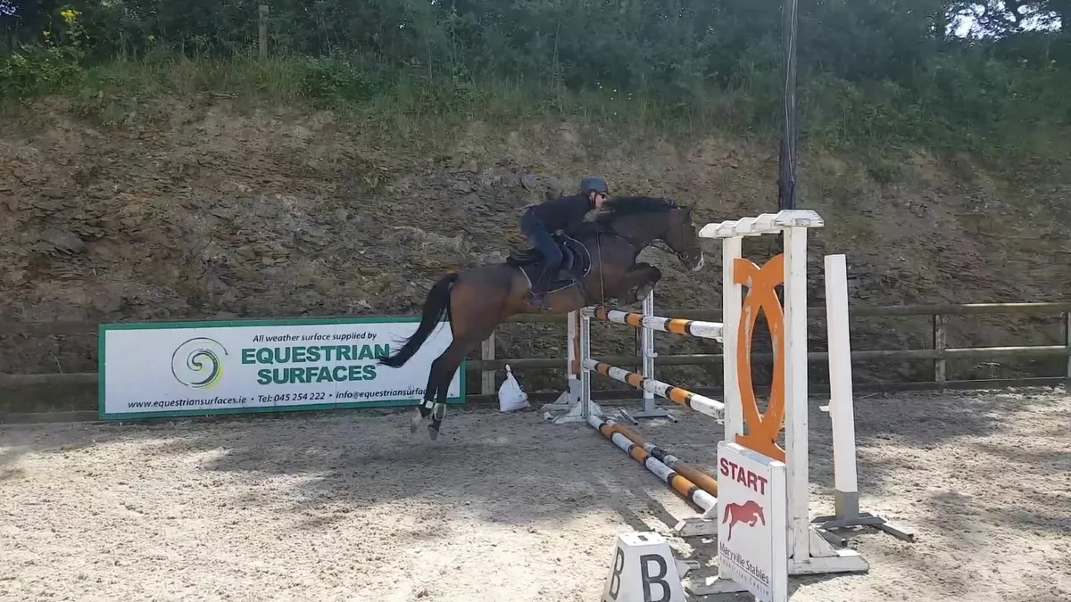 EXPERIENCED IRISH SHOWJUMPING GELDING IN CORK - Image 1