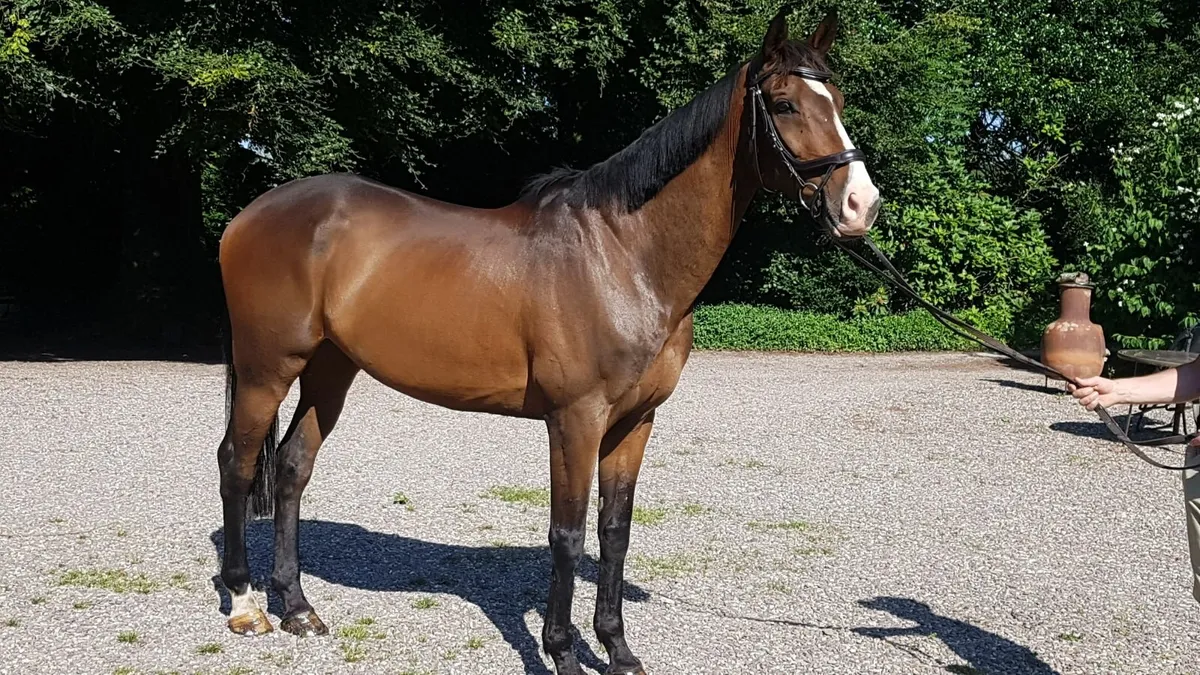 EXPERIENCED IRISH SHOWJUMPING GELDING IN CORK - Image 3