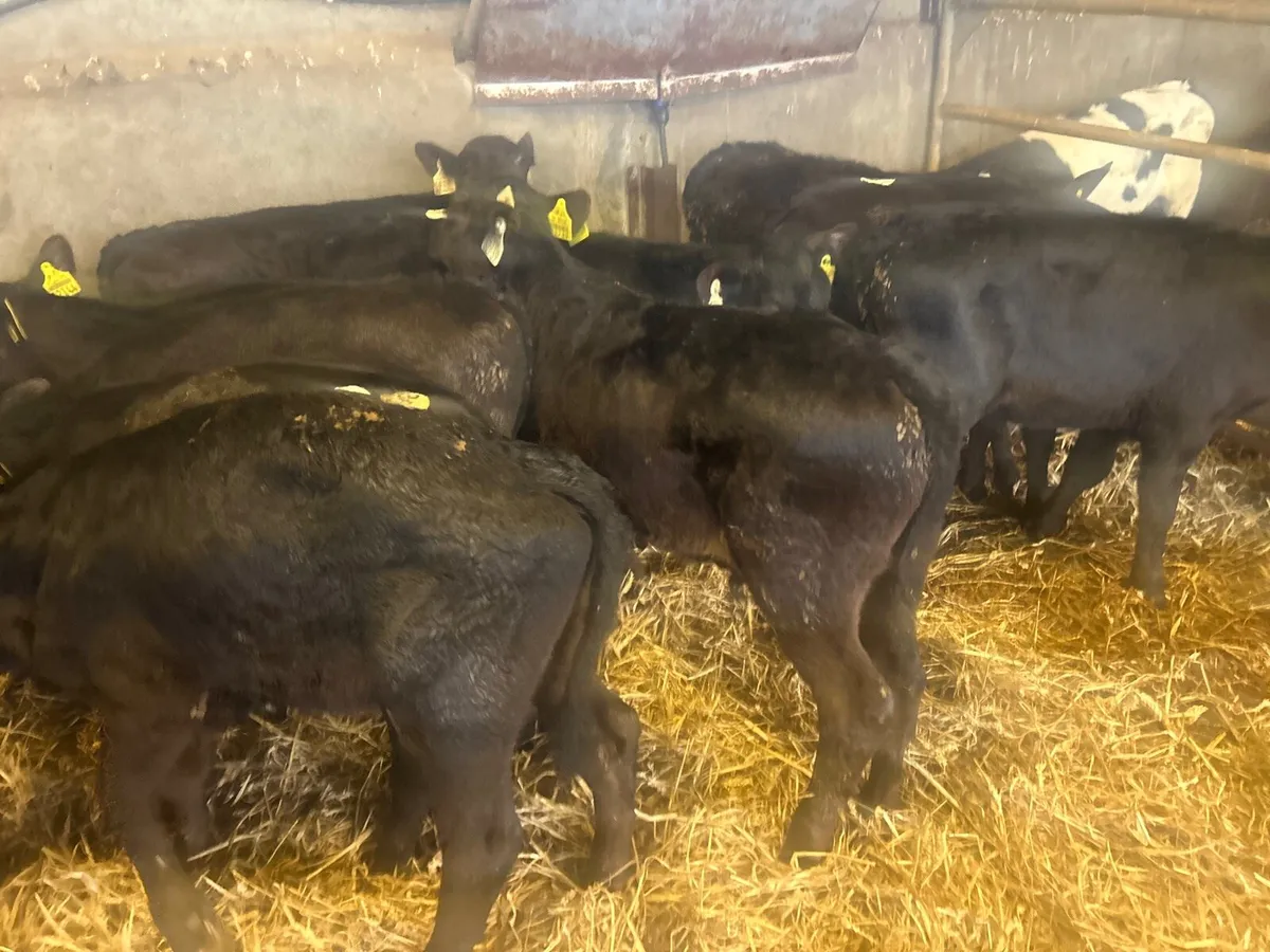 10 reared Angus Bull runners - Image 1