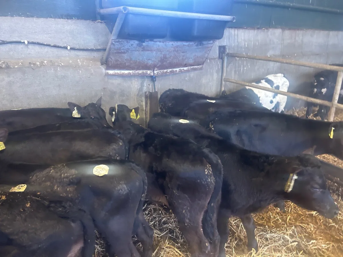 10 reared Angus Bull runners - Image 3