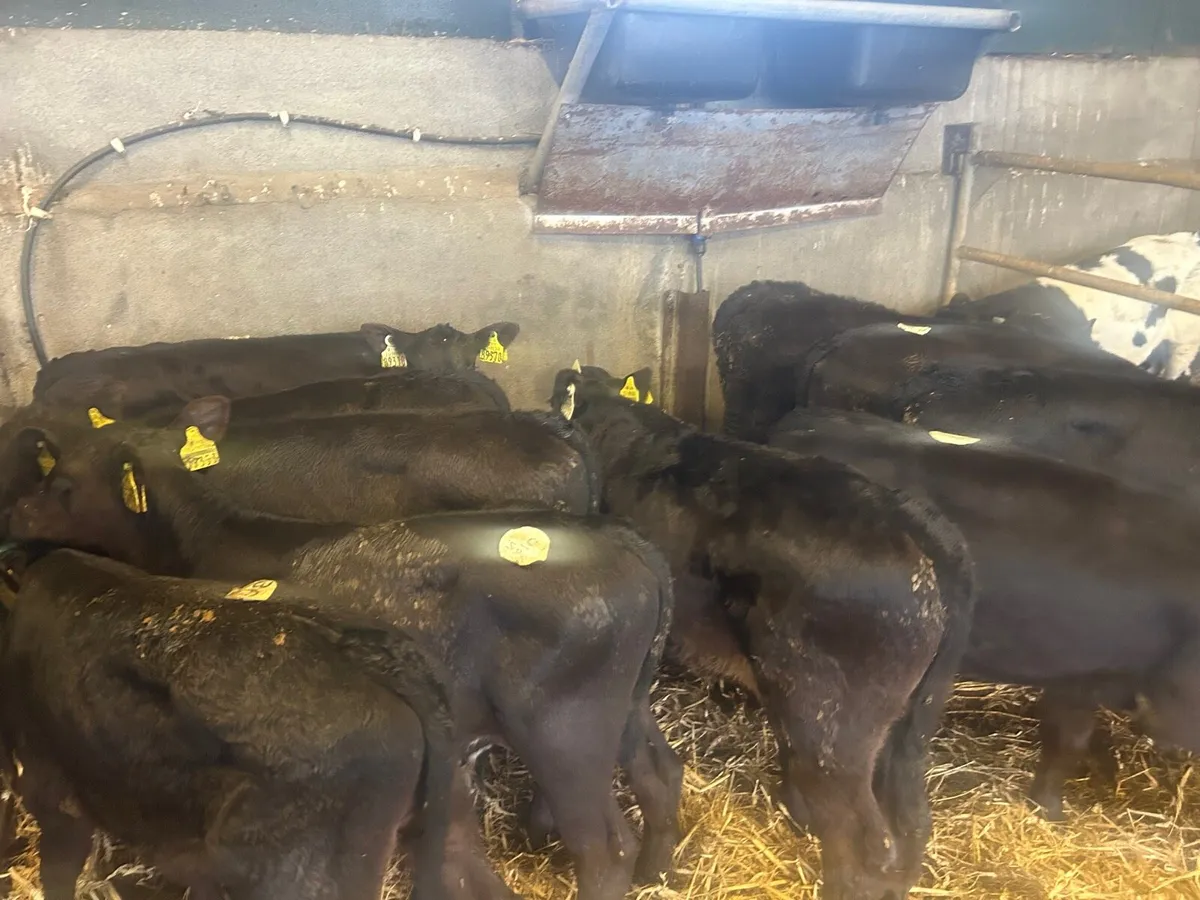 10 reared Angus Bull runners - Image 4