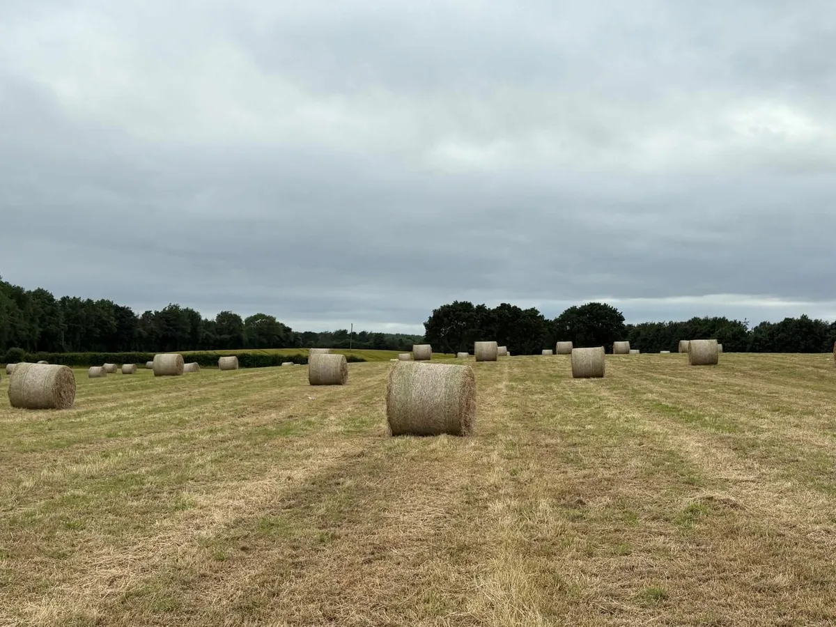 Hay - Image 2