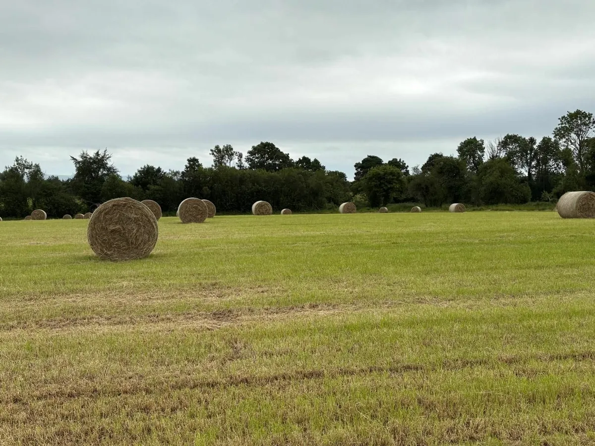 Hay - Image 3